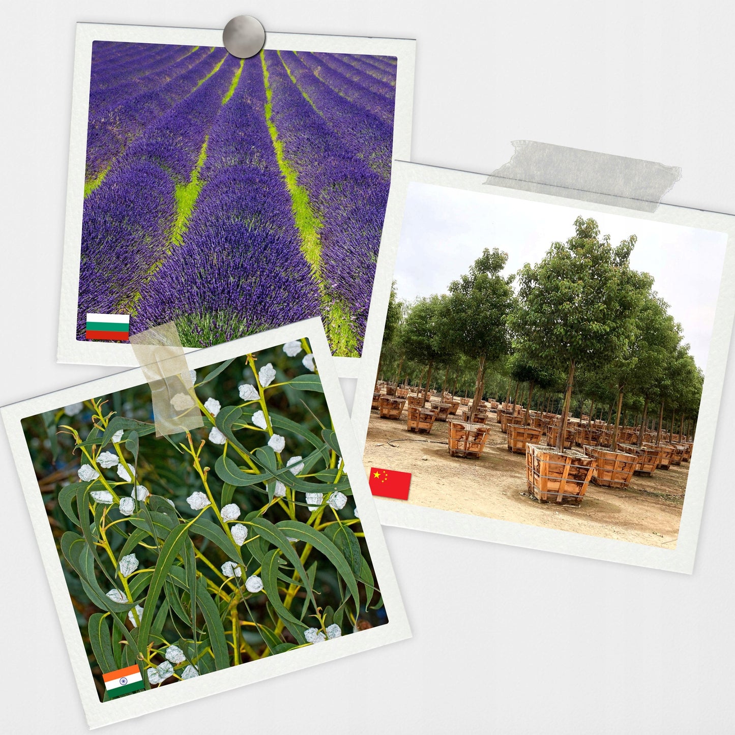 Eteriniai aliejai - kvapikliai drėkintuvams