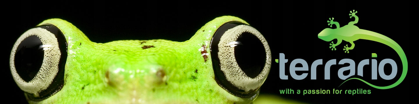 TVIRTAS STIKLINIS TERARIUMAS 75x30x30 ELEGANTIŠKAS VANDENS NEPRALAIDUS SAUGUS