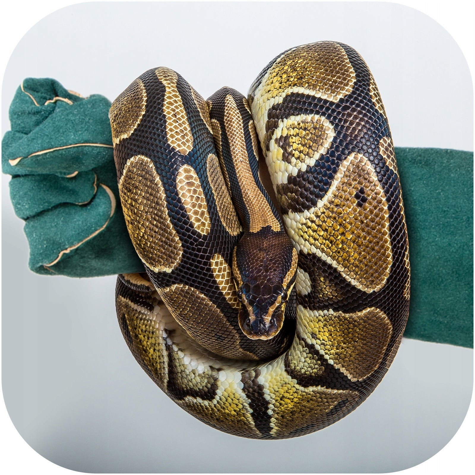 ILGOS ODELKI APSAUGINĖS ODINĖS, APSAUGANČIOS NUO SUBRAIŽYMŲ IR KANDŽIOJAMŲ ŠUNŲ