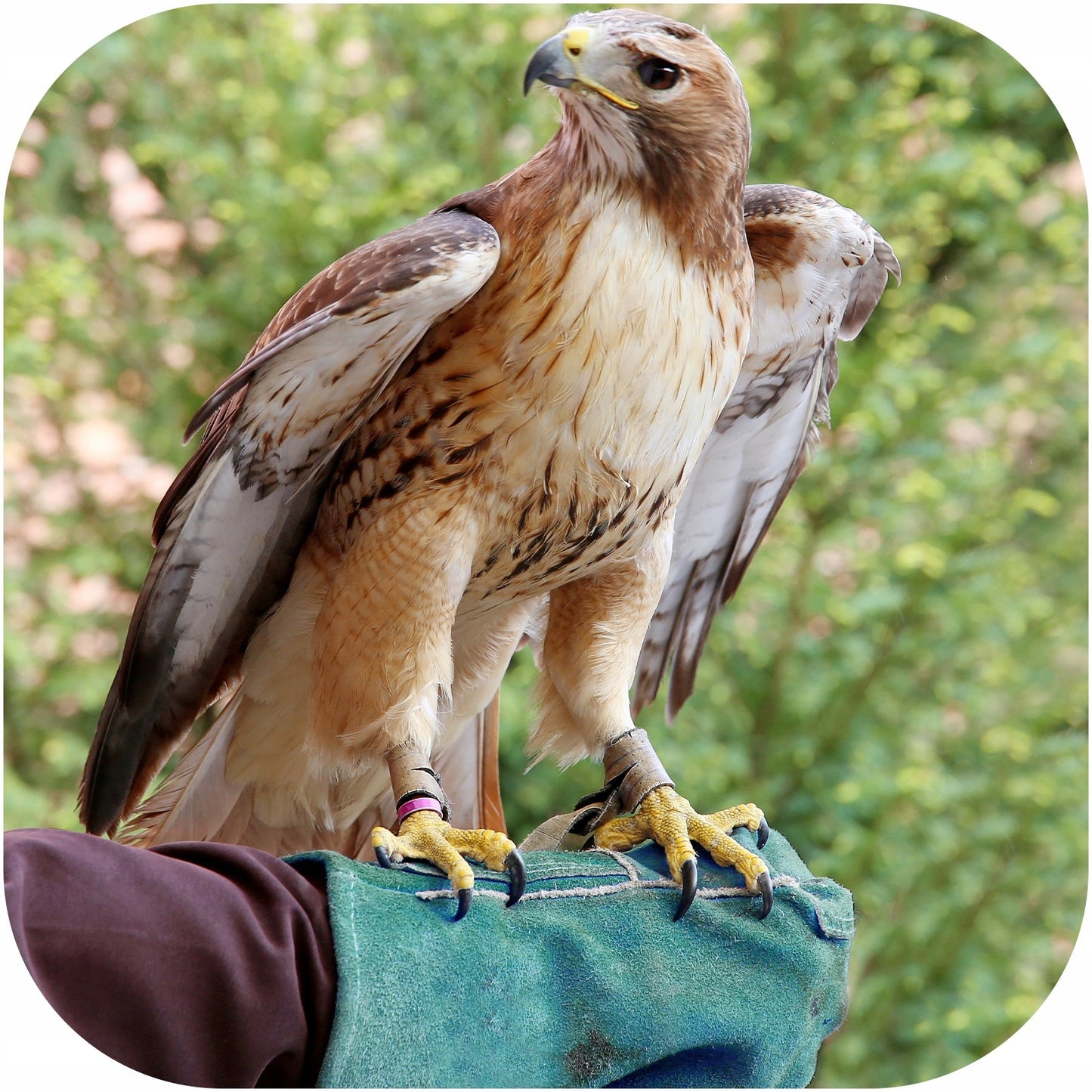 ILGOS ODELKI APSAUGINĖS ODINĖS, APSAUGANČIOS NUO SUBRAIŽYMŲ IR KANDŽIOJAMŲ ŠUNŲ