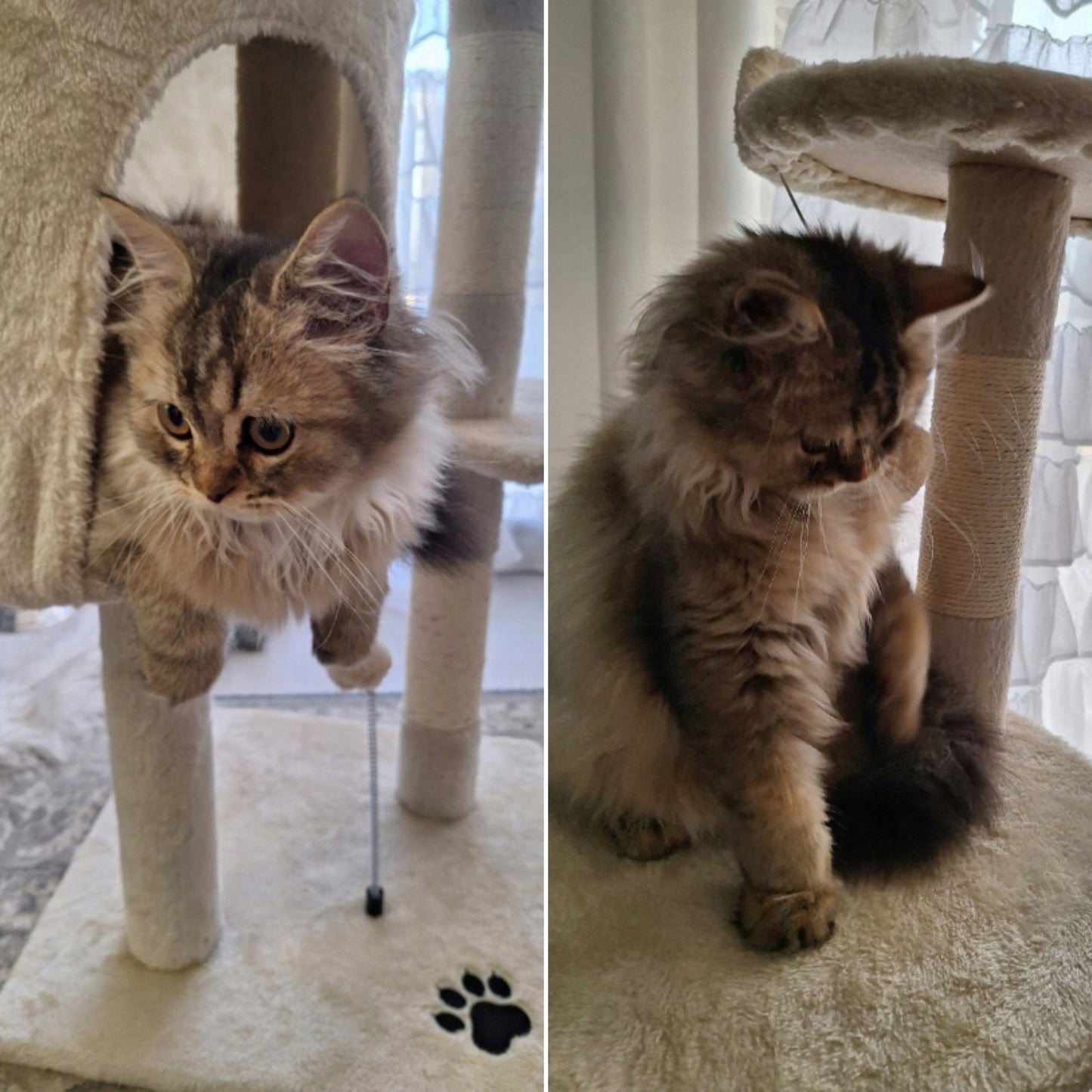 TomiDomi Katės draskyklė smėlio spalvos 116cm, 5 lygiai, namelis, bokštelis, kamuoliukai