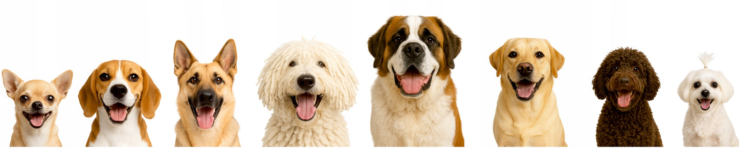 Atsparus vandeniui šunų guolis – Giga šunų lova XXXL 132x106 cm