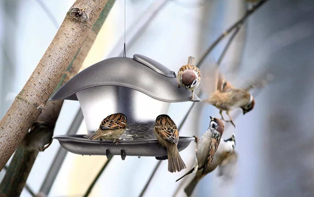 MODERNUS LESALDYKLĖS PAUKŠČIAMS BIRDYFEED SQUARE ATSPARUS ŠALTOMS ŽIEMOMS