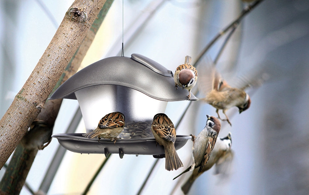 MODERNUS LESALDYKLĖS PAUKŠČIAMS BIRDYFEED SQUARE ATSPARUS ŠALTOMS ŽIEMOMS