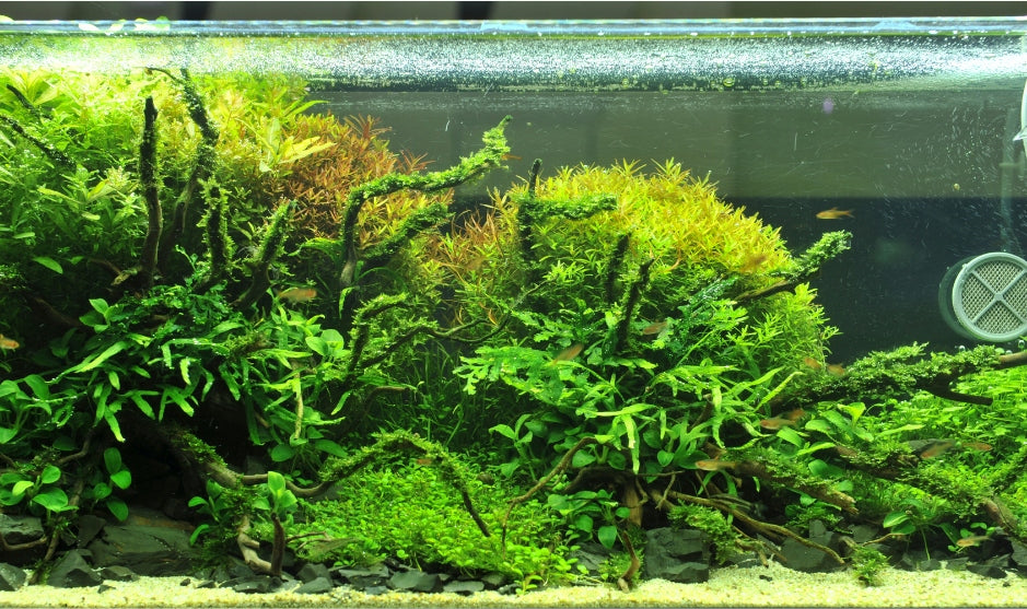 LED apšvietimas akvariumui, fluorescencinė lempa LED BALTA + augalai 2x70cm