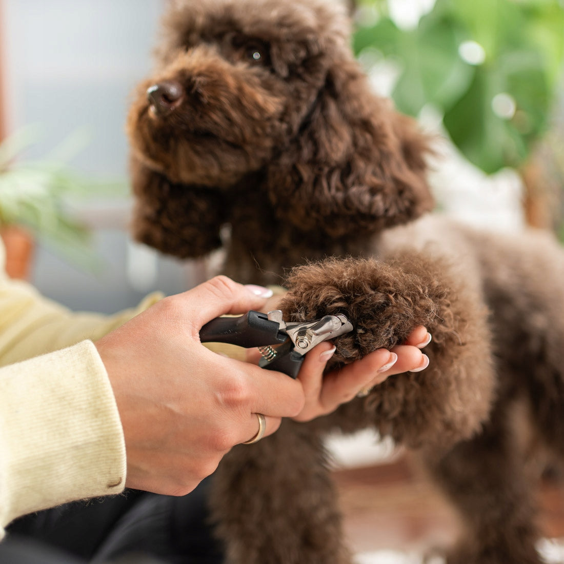 Profesionali šunų kirpimo mašinėlė Tylus augintinio trimmeris - Ragi 12in1