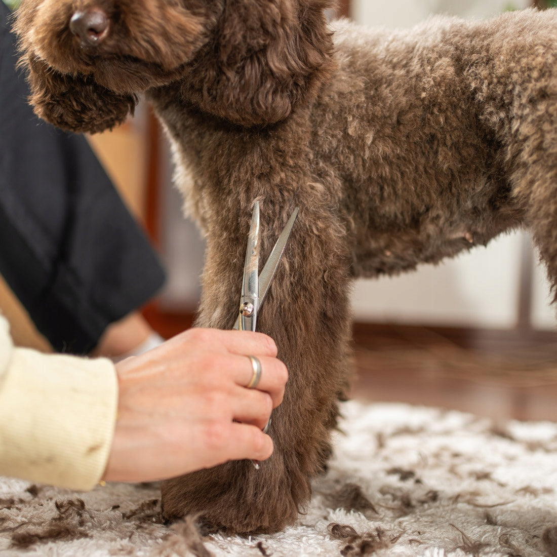 Profesionali šunų kirpimo mašinėlė Tylus augintinio trimmeris - Ragi 12in1