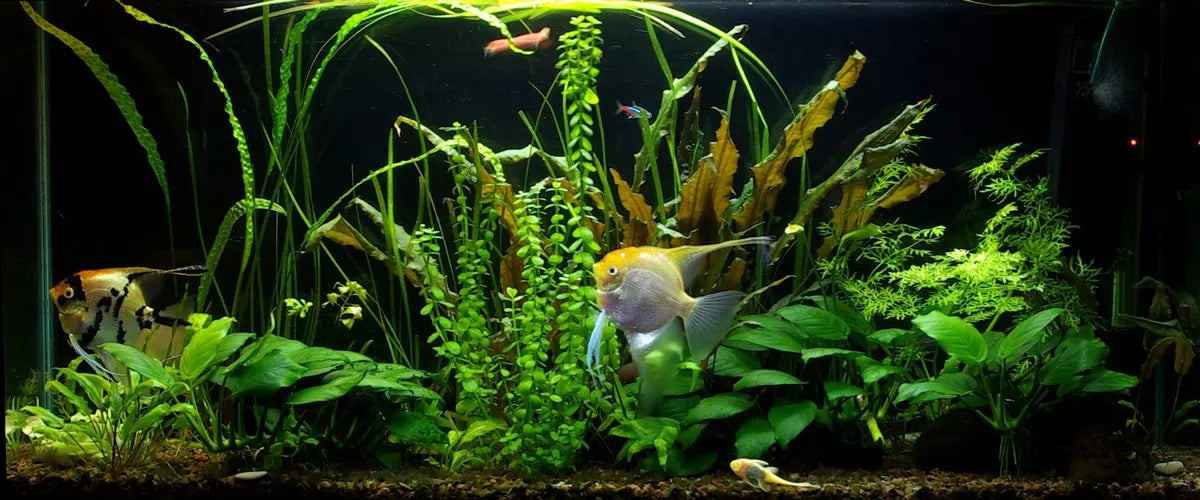 LED fluorescencinė lempa 5630 akvariumas 2x70cm I+I SLIM