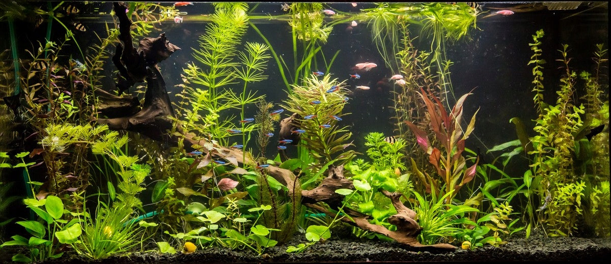 LED PLANT liuminescencinė lempa augalams akvariume, 100cm, GROW apšvietimas 1:1