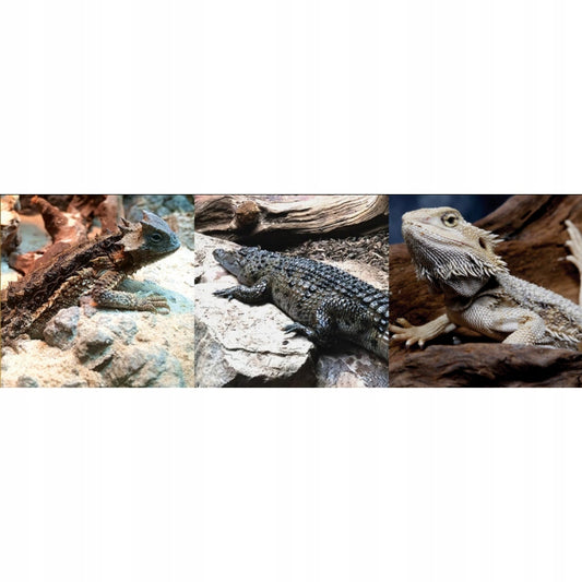 T5 liumeninis vamzdelis T5 Arcadia D3 DRAGON 14% 24W