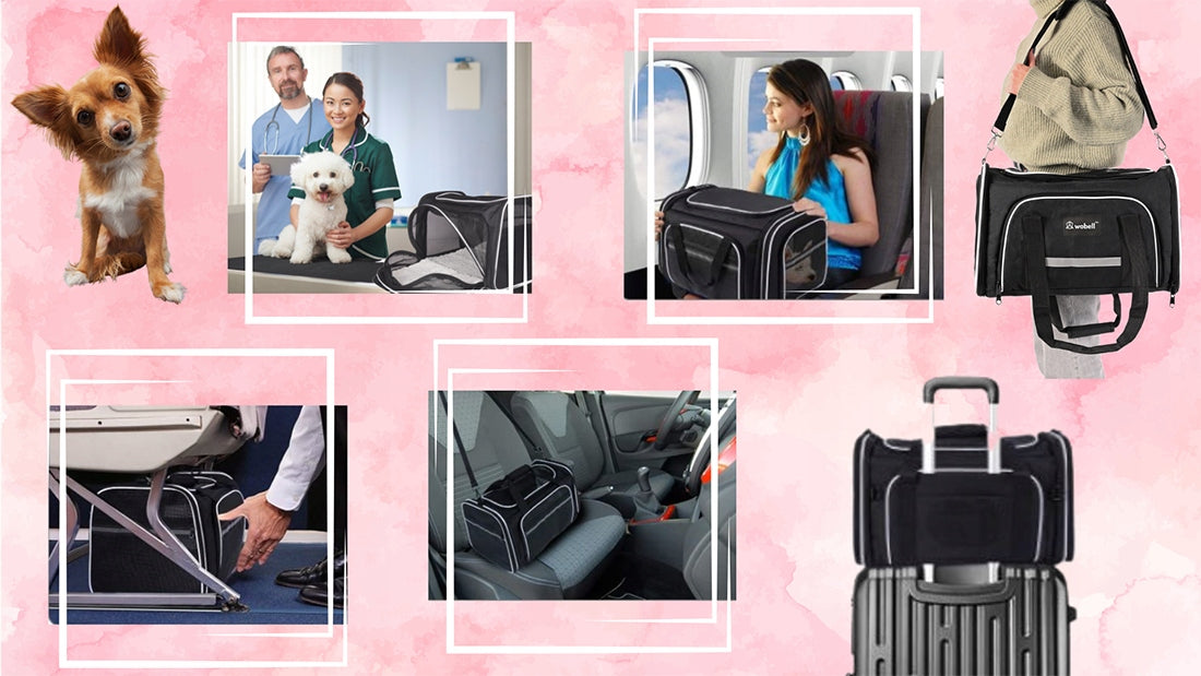 TRANSPORTERIS KOTUI, ŠUNIUI SU VENTILIACIJA SKIRTAS SKRYDŽIAMS LĖKTUVU, KELIONĖMS