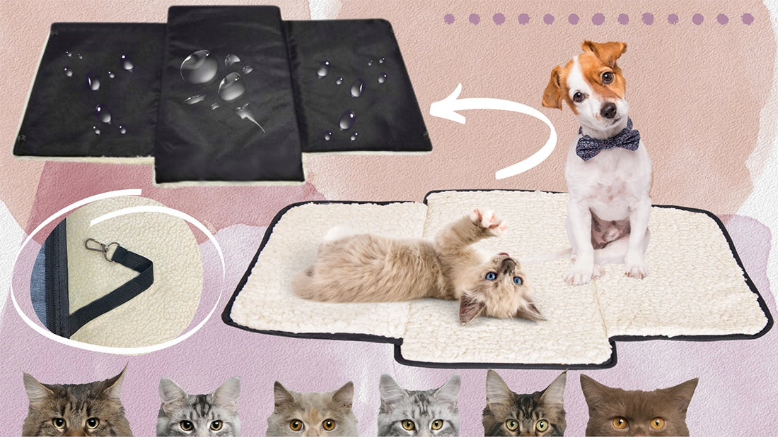 TRANSPORTERIS KOTUI, ŠUNIUI SU VENTILIACIJA SKIRTAS SKRYDŽIAMS LĖKTUVU, KELIONĖMS