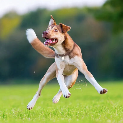 Apsauga nuo erkių ir blusų šunims TICKLESS PET smėlio spalvos