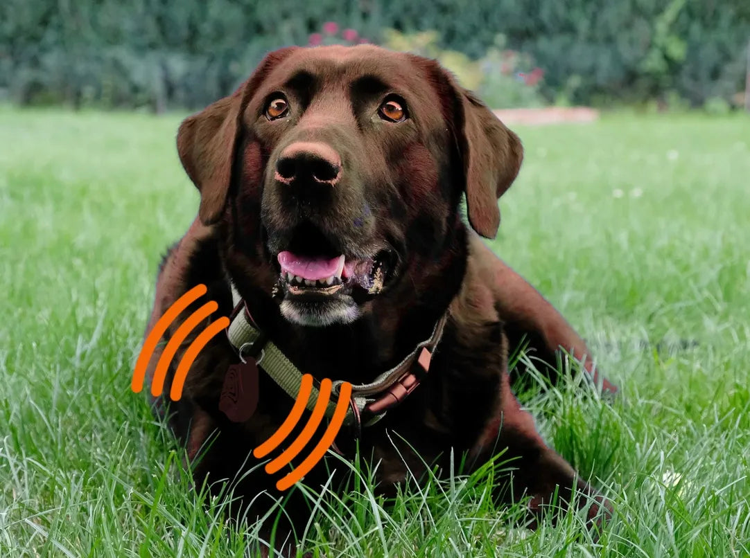 Apsauga nuo erkių ir blusų šunims TICKLESS PET smėlio spalvos