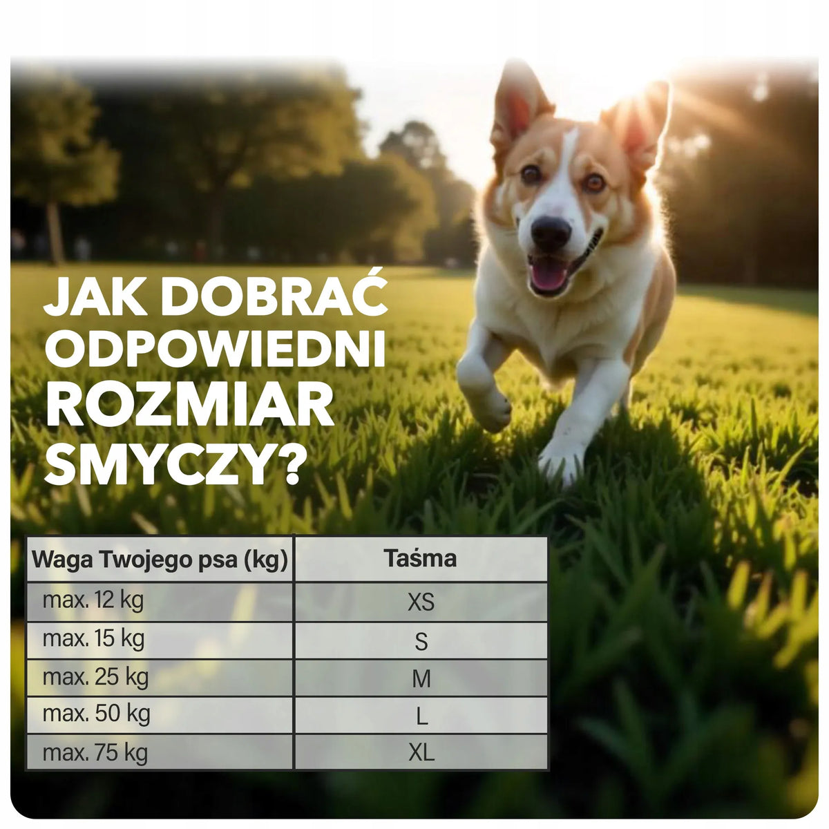 Automatinis juostinis šuns pavadėlis Flexi New Classic, 8 m, L dydžio, juodas, su užraktu