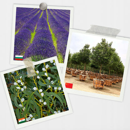 Eteriniai aliejai - kvapikliai drėkintuvams