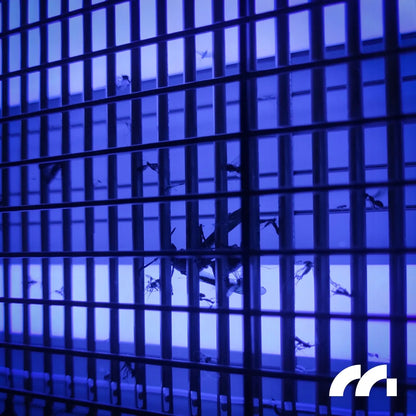 UV vabzdžių gaudyklė nuo uodų, musių ir kitų vabzdžių MalTec MasterKiller40W, 40 W, 3800 V